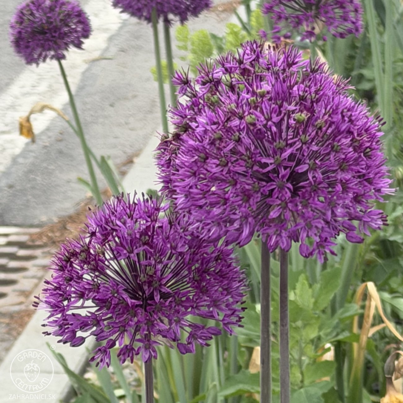 Obrázok Okrasný cesnak (Allium) ´OSTARA´, kont. C2L